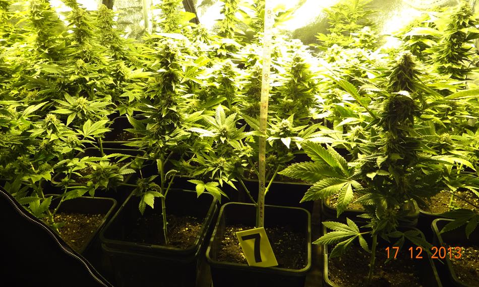 2014-1-28-1325marihuana 02.JPG